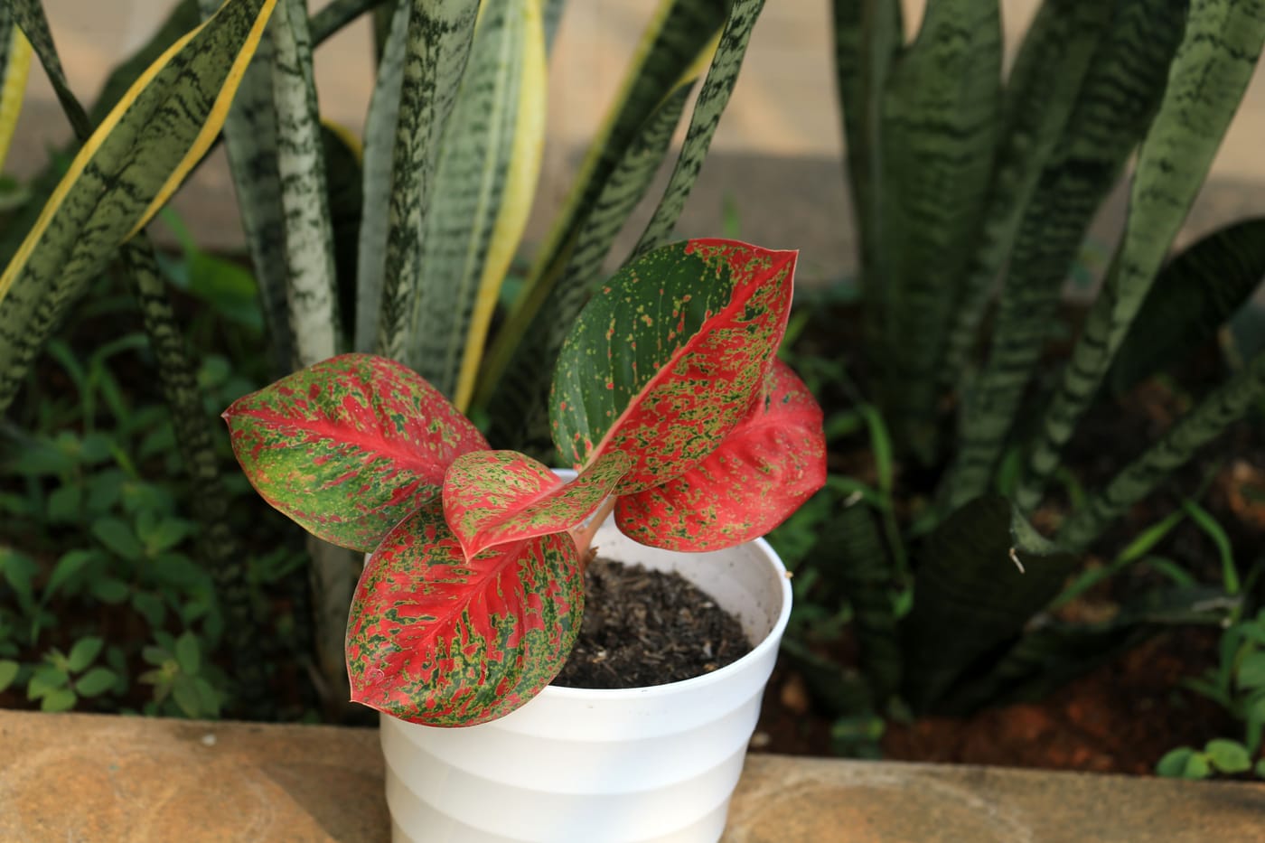 Aglaonema