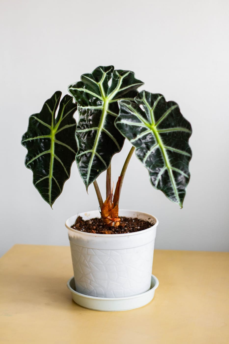 Alocasia