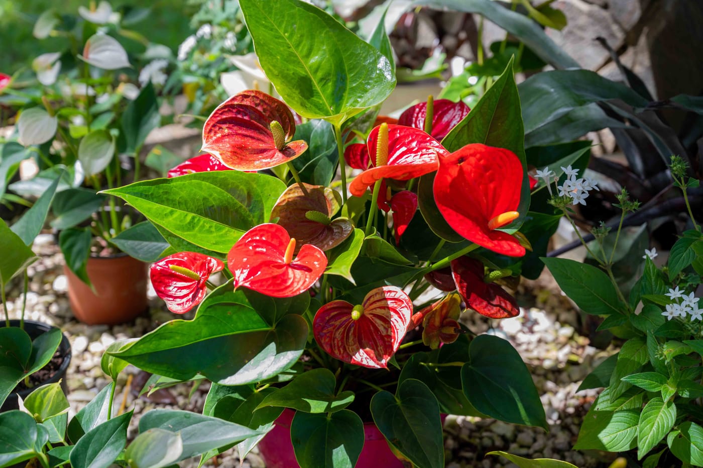 Anthurium