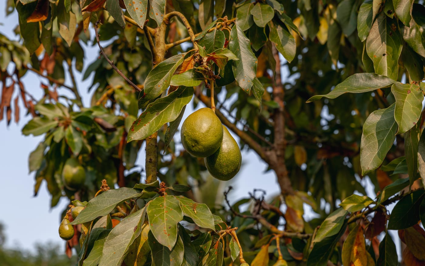 Avocatier