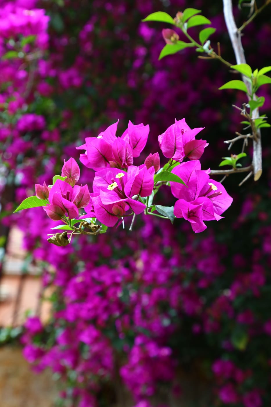 Bougainvillier