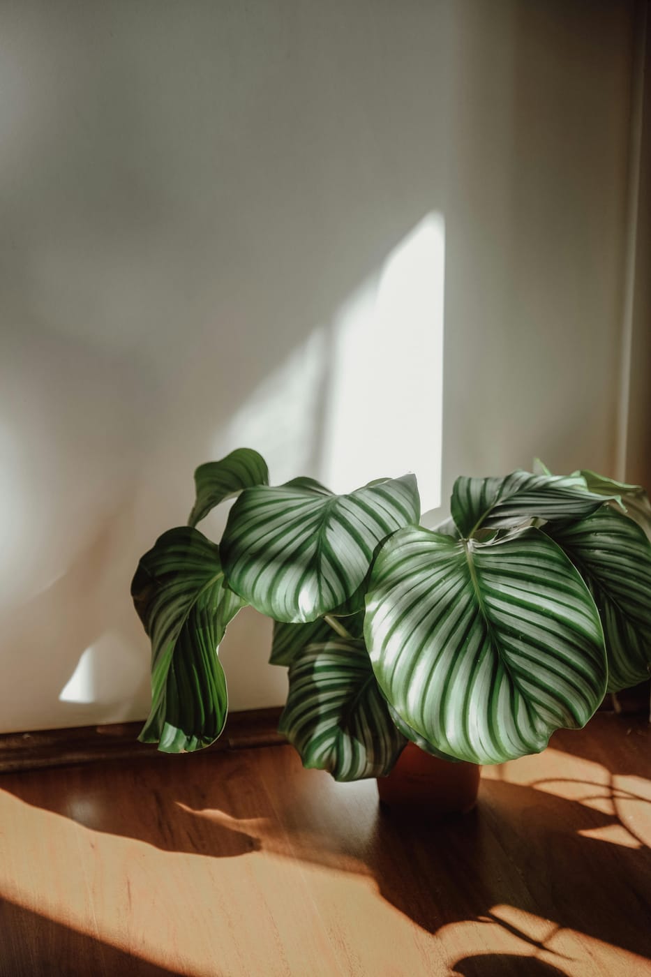 Calathea Orbifolia