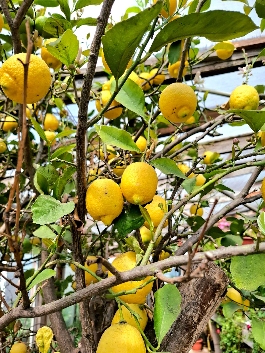 Citronnier