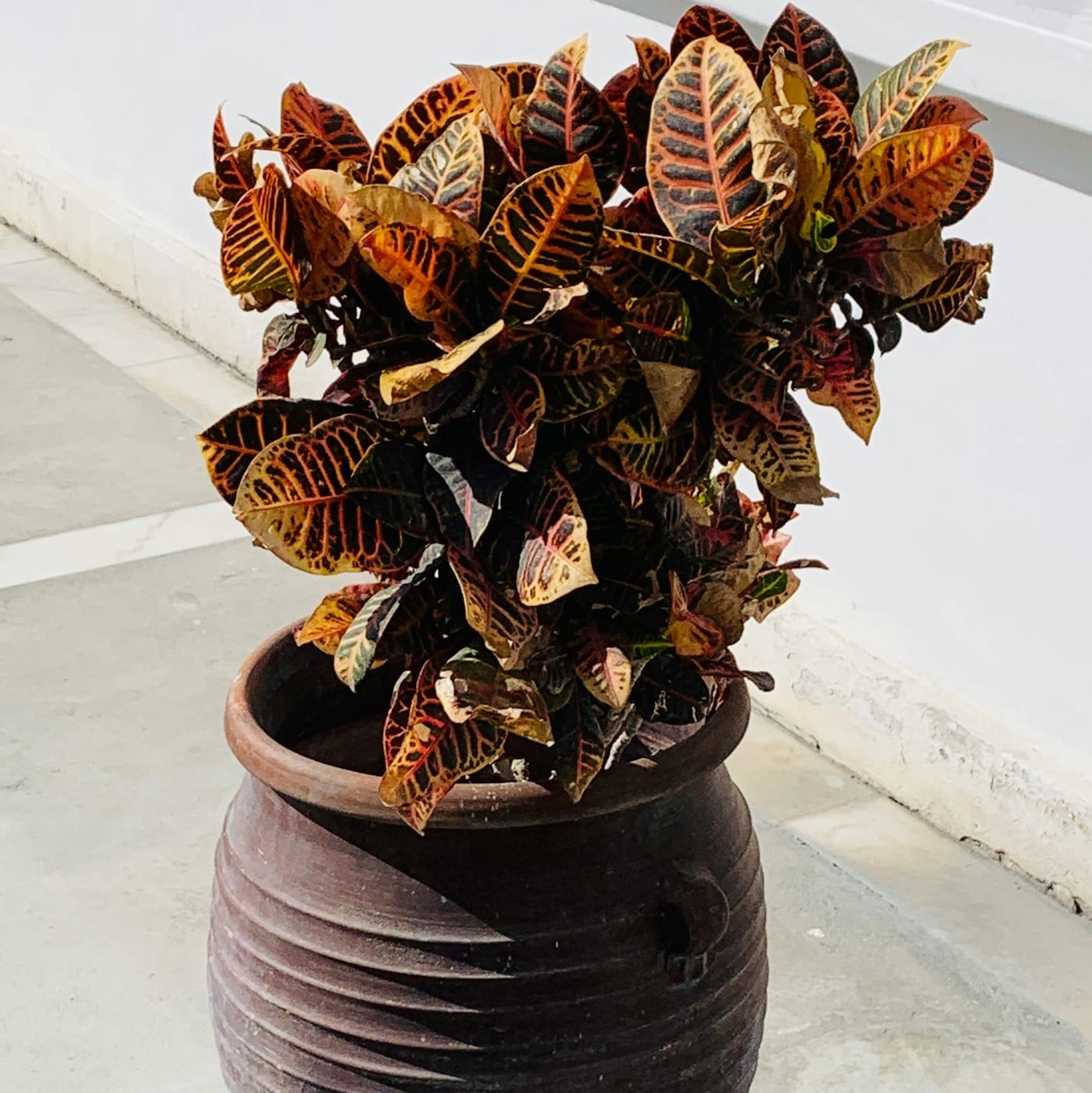 Croton