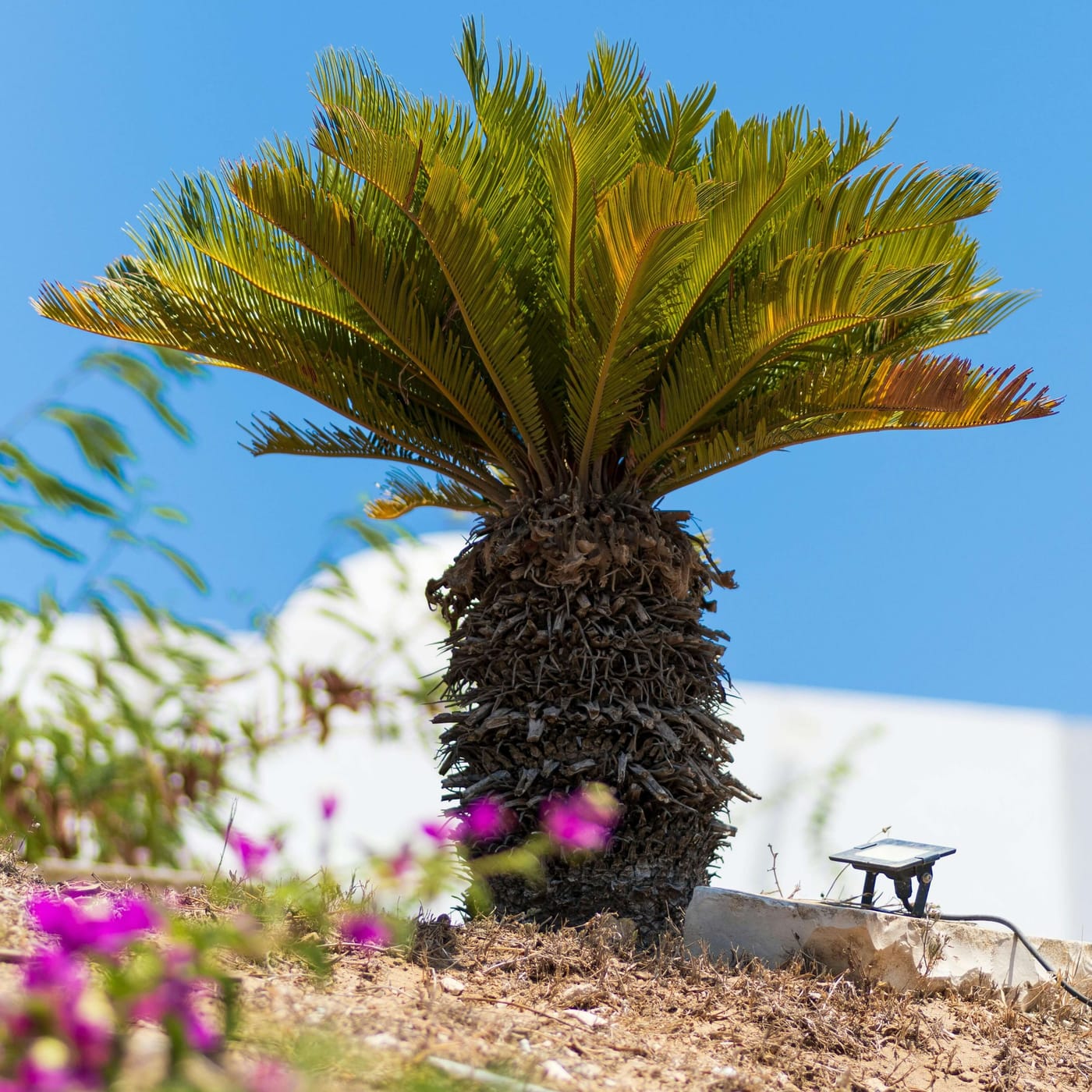 Cycas