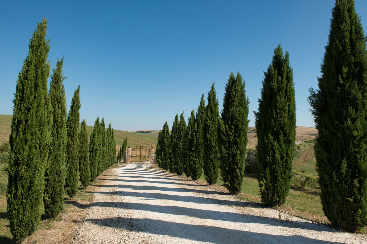 Cyprès de Florence