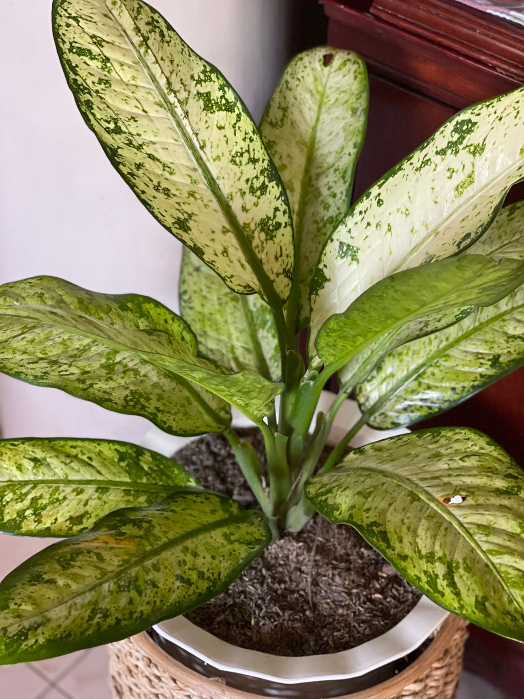 Dieffenbachia