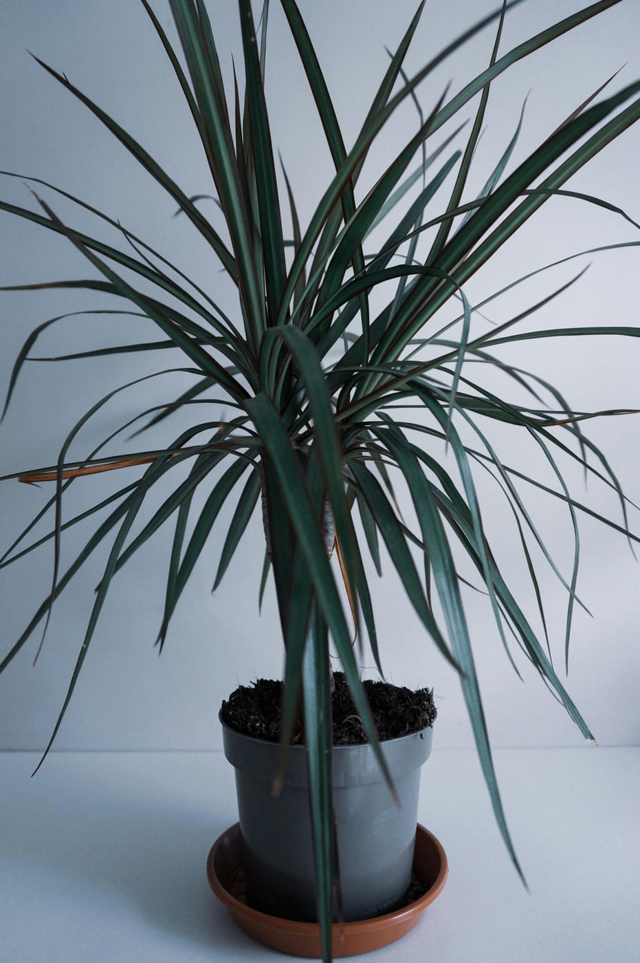 Dracaena Marginata