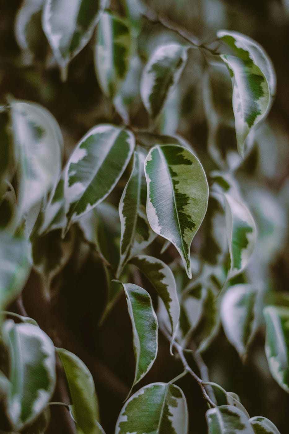 Ficus Benjamina