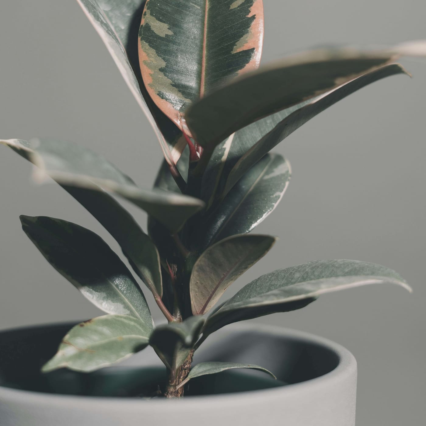 Ficus Elastica