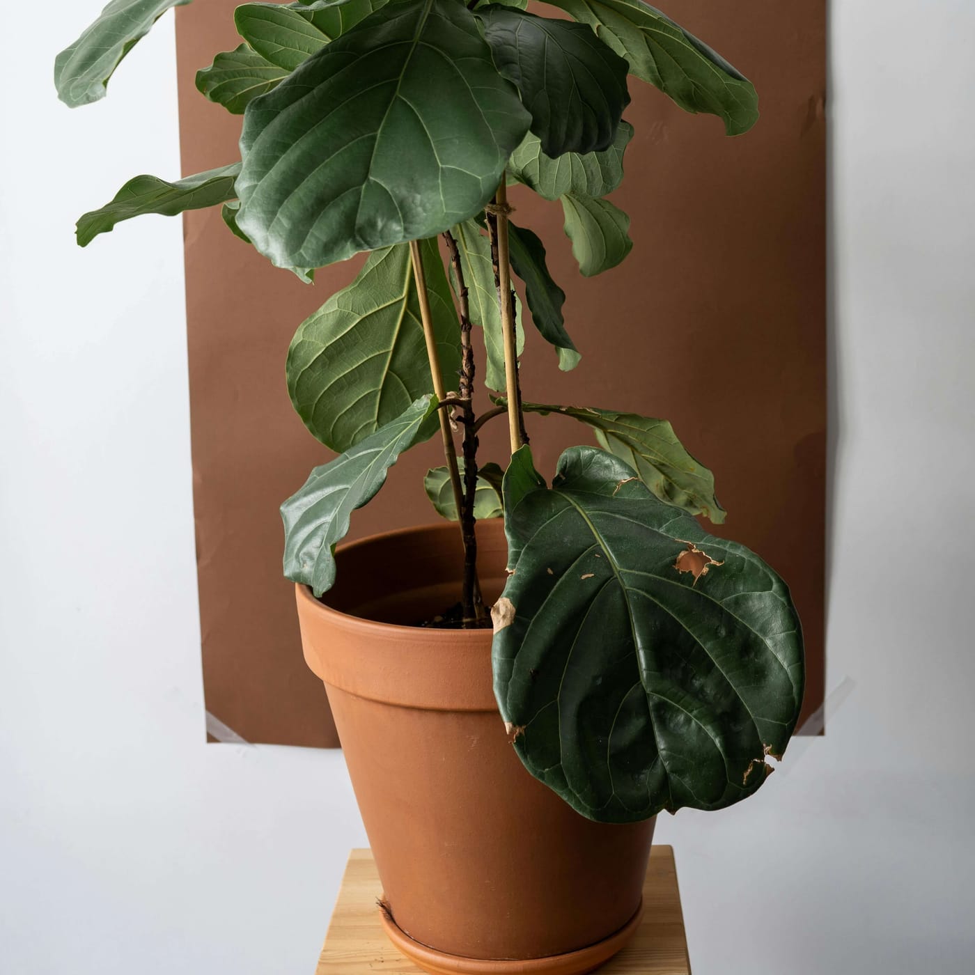 Ficus Lyrata