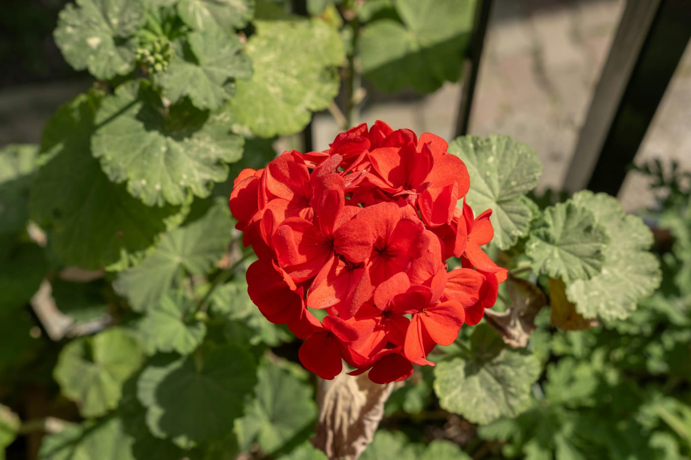Géranium