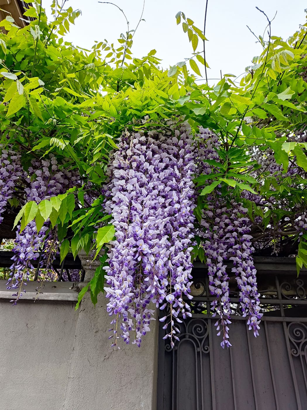 Glycine