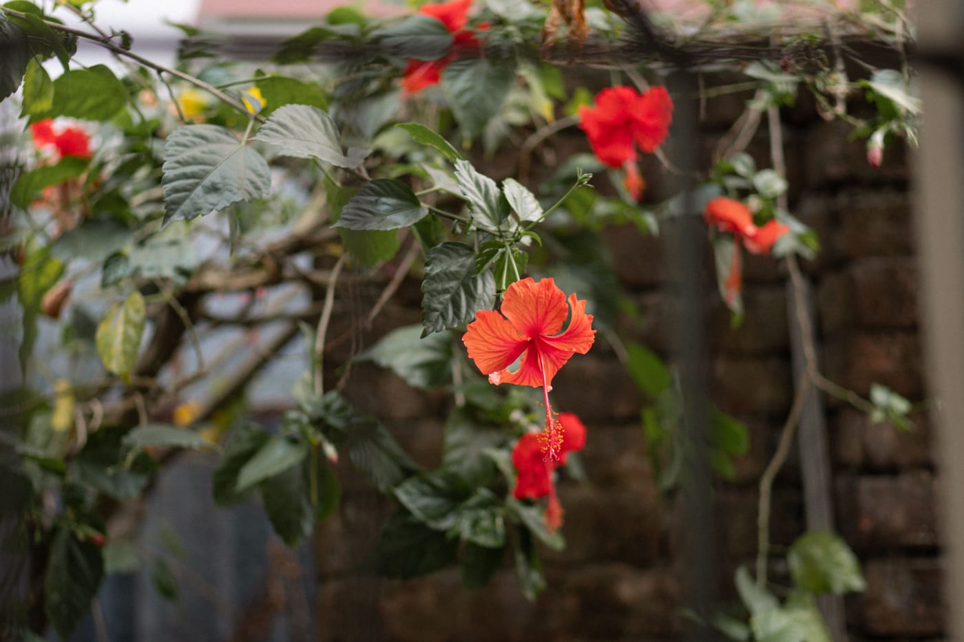 Hibiscus