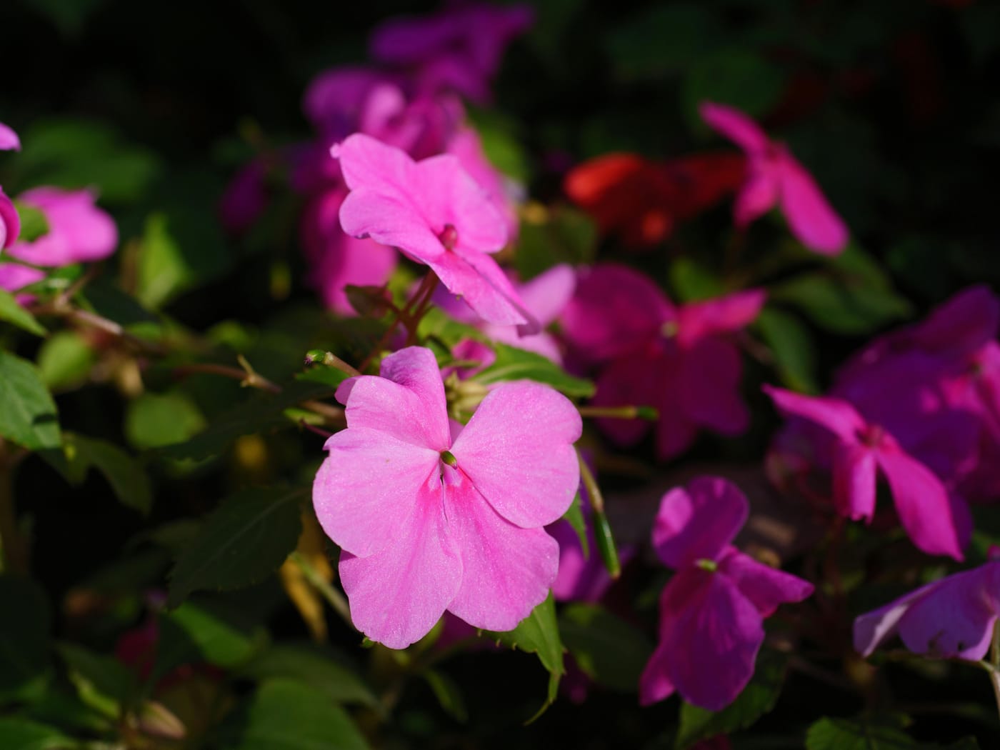 Impatiens