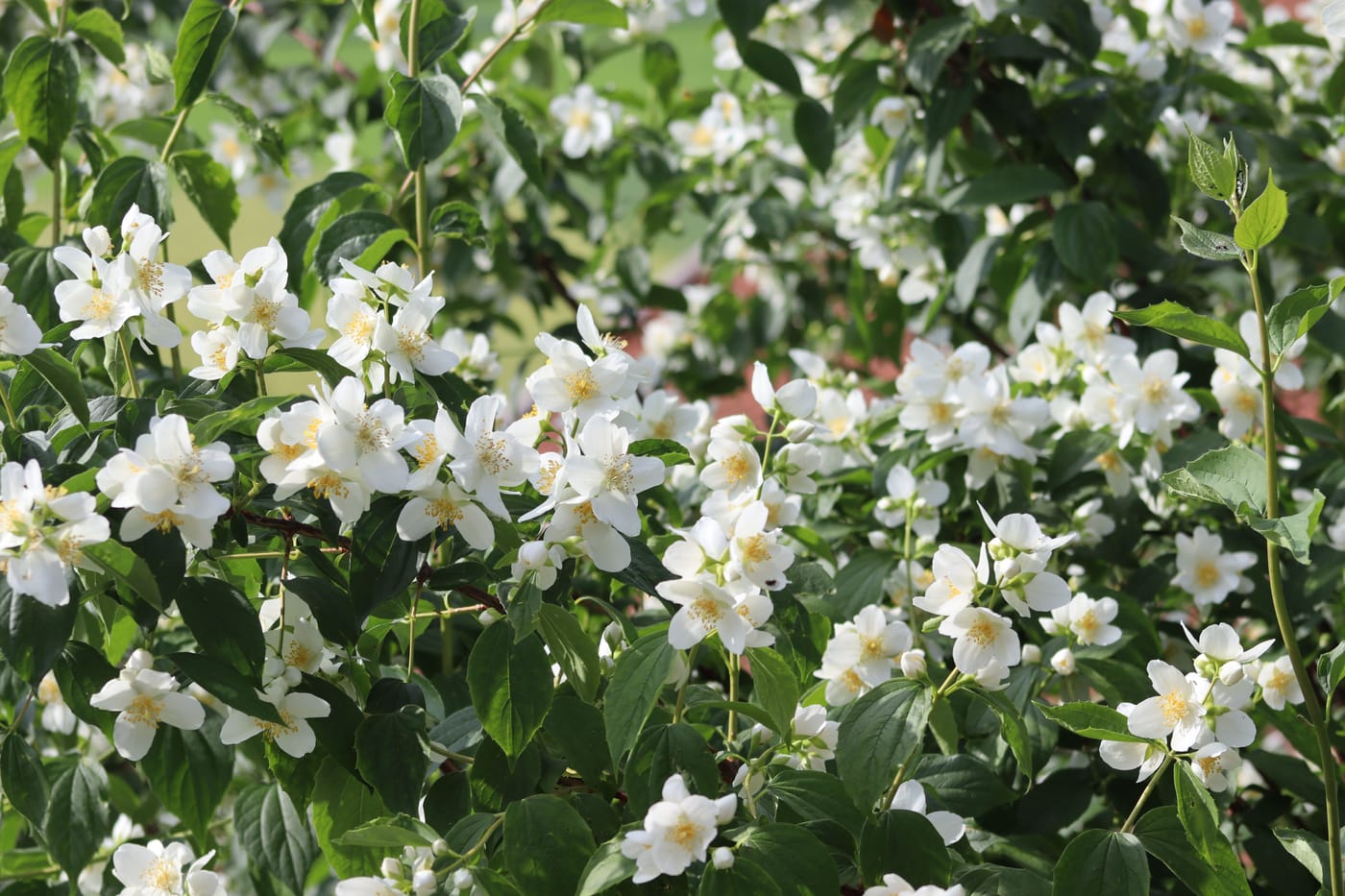 Jasmin