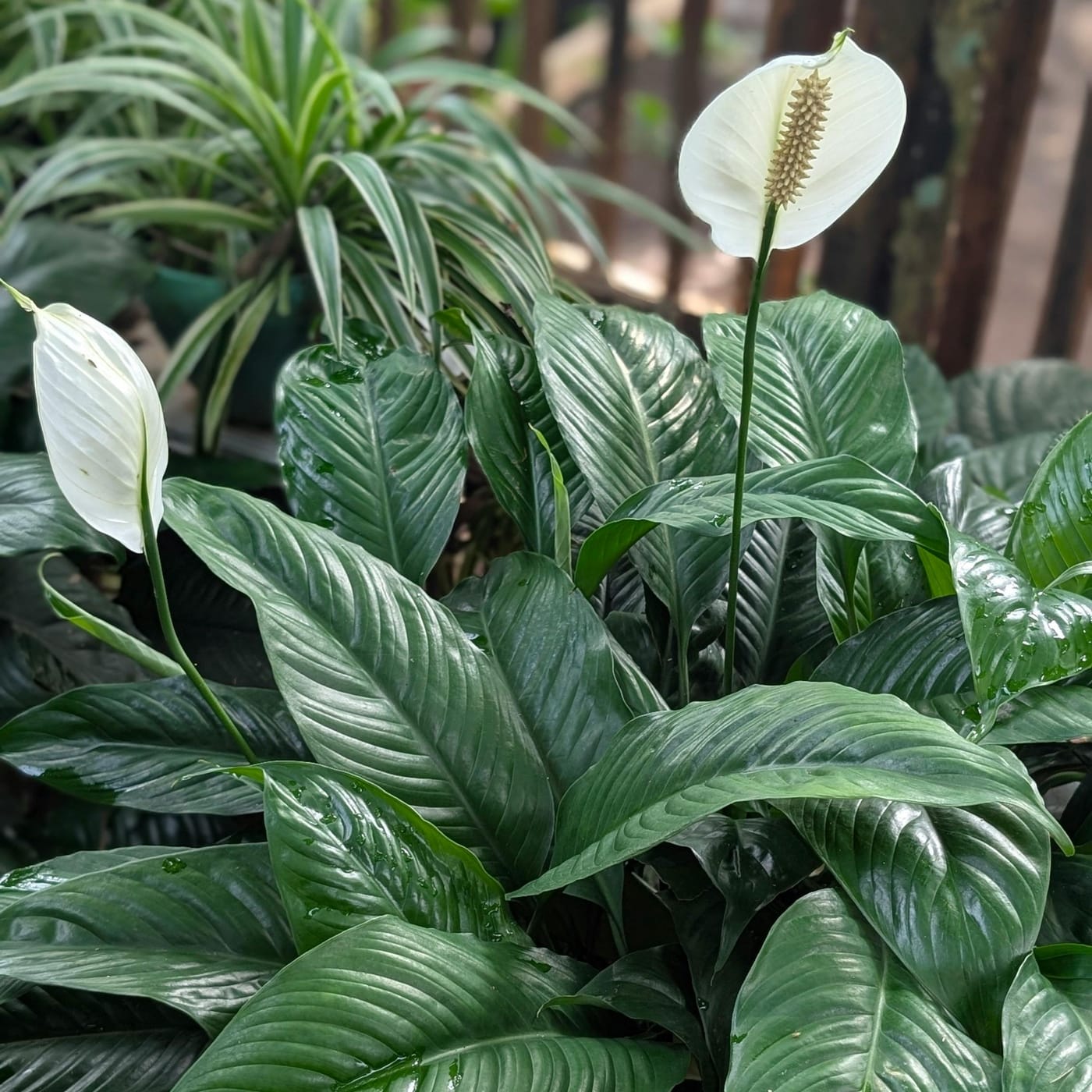 Lys de Paix