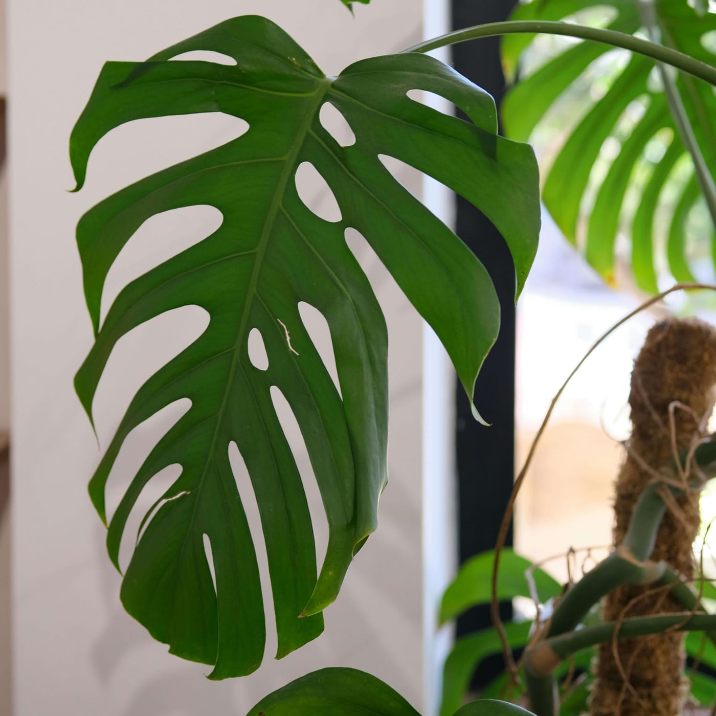 Monstera Deliciosa