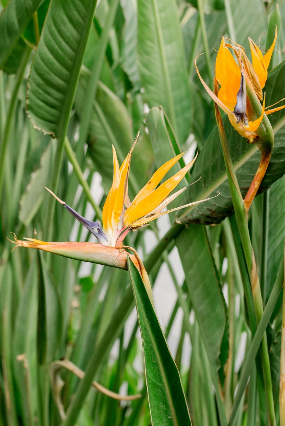 Oiseau de Paradis