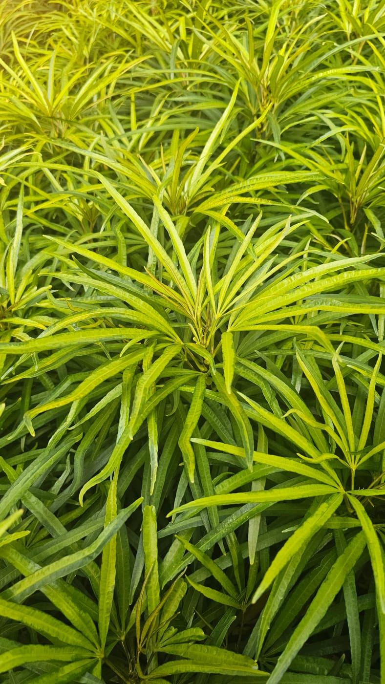 Palmier Rhapis