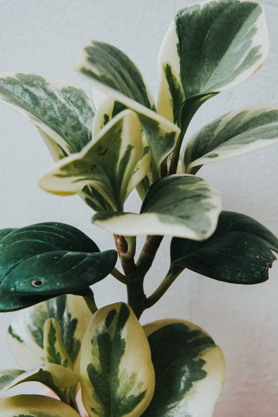 Péperomia