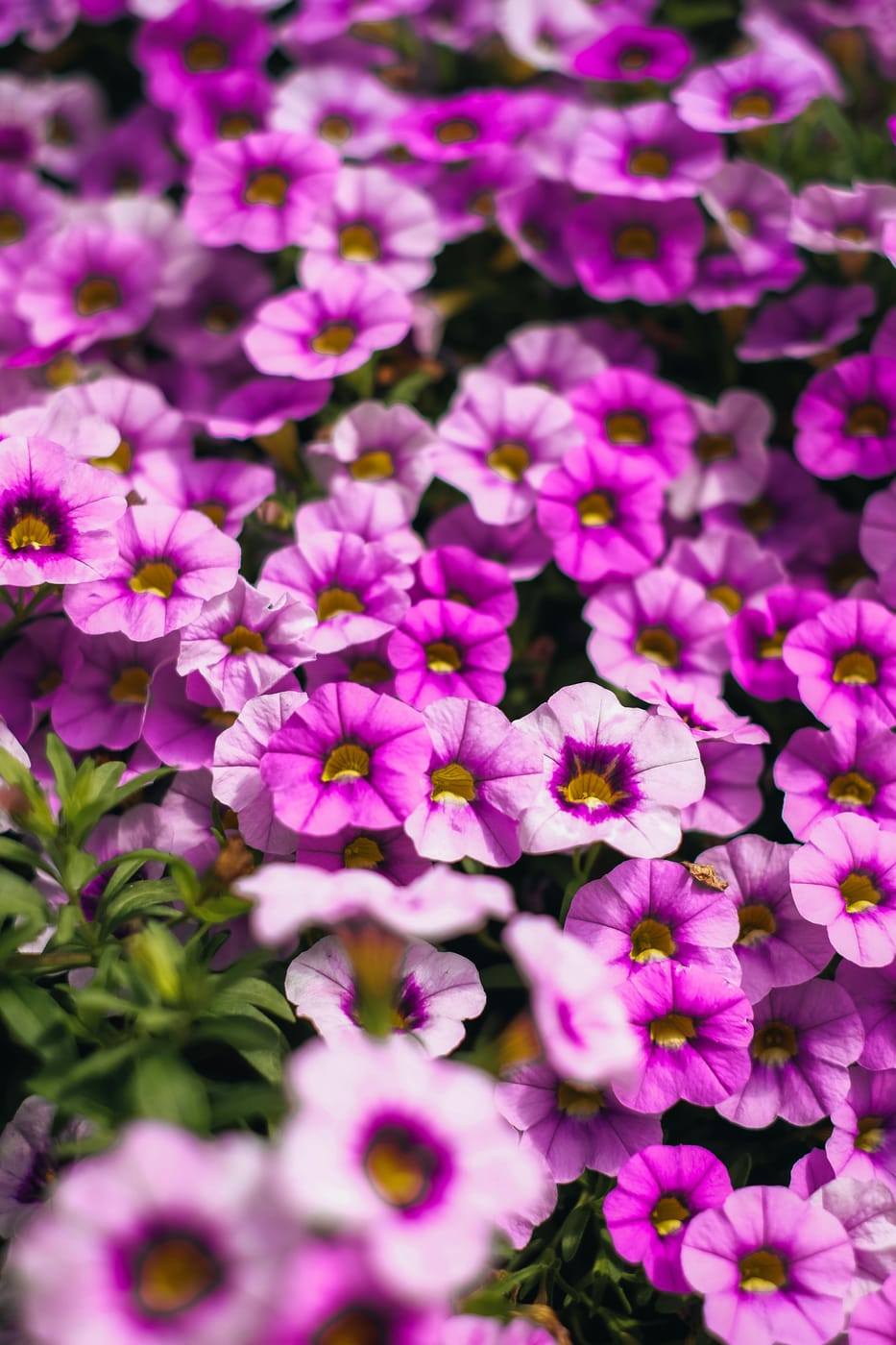 Pétunia Surfinia