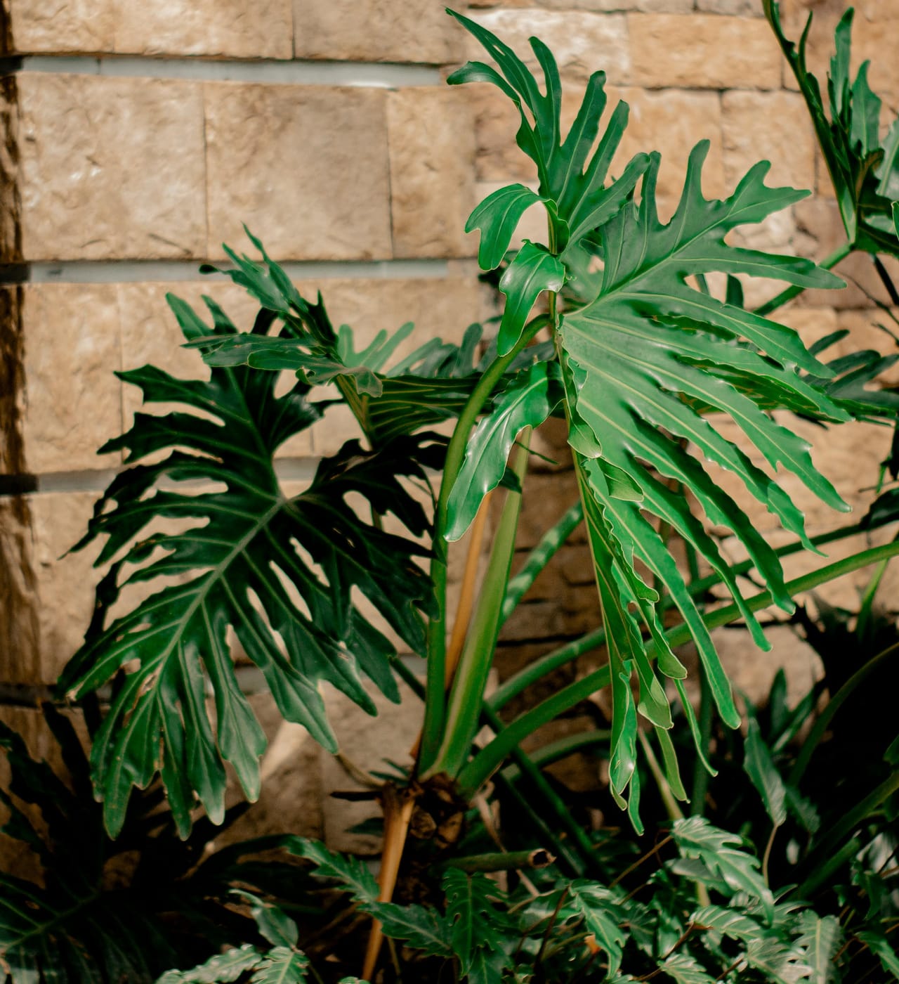 Philodendron