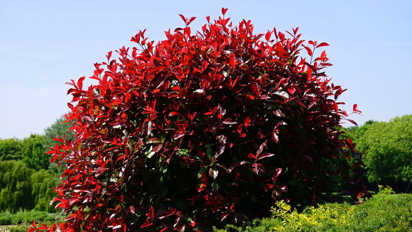 Photinia