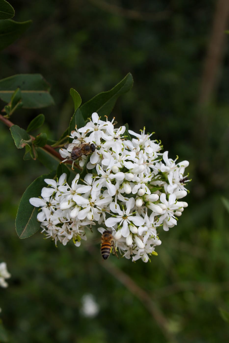 Pittosporum