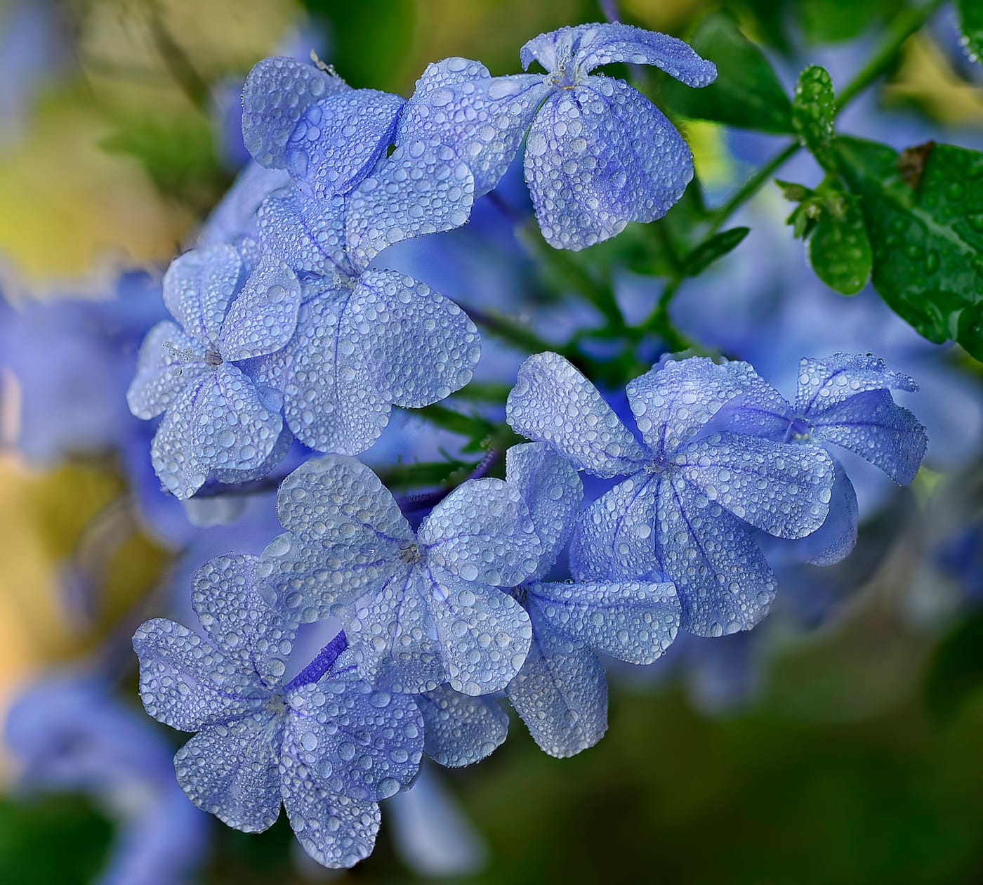 Plumbago