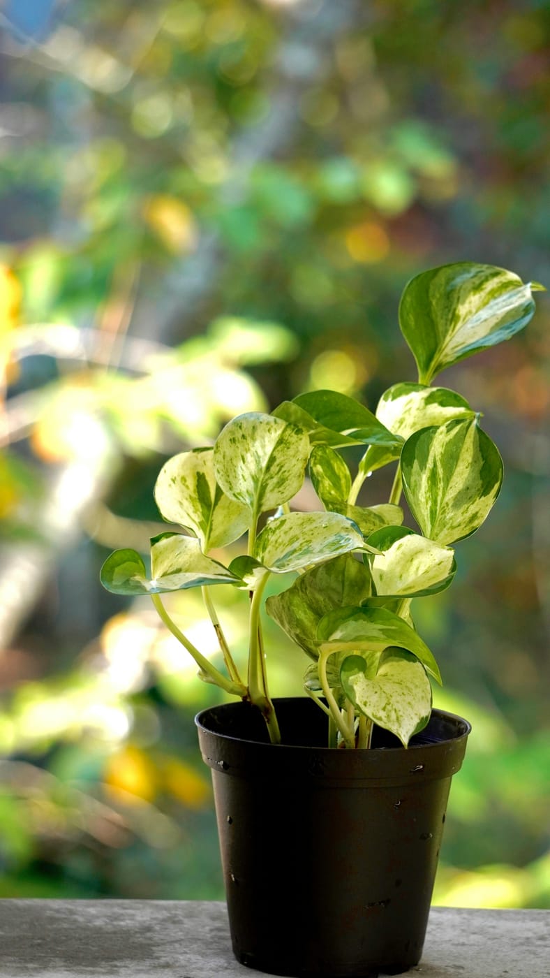 Pothos Doré