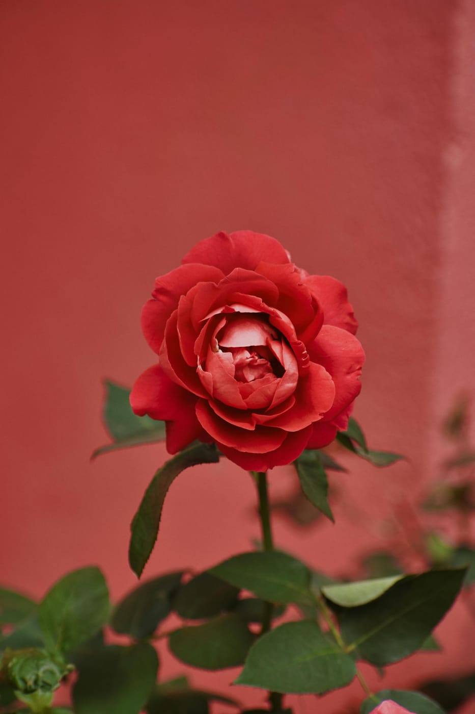 Rosier
