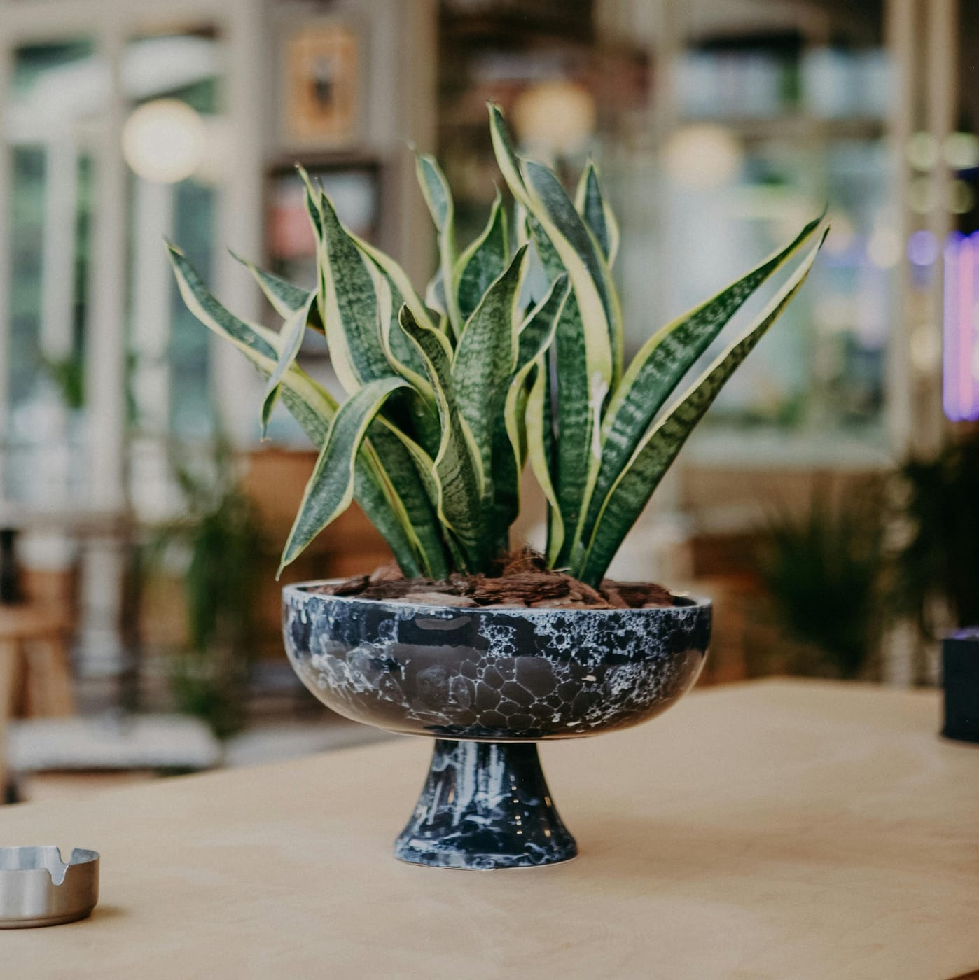 Sansevieria