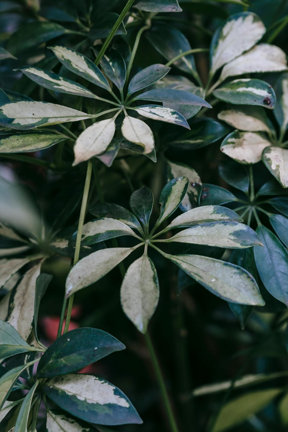 Schefflera