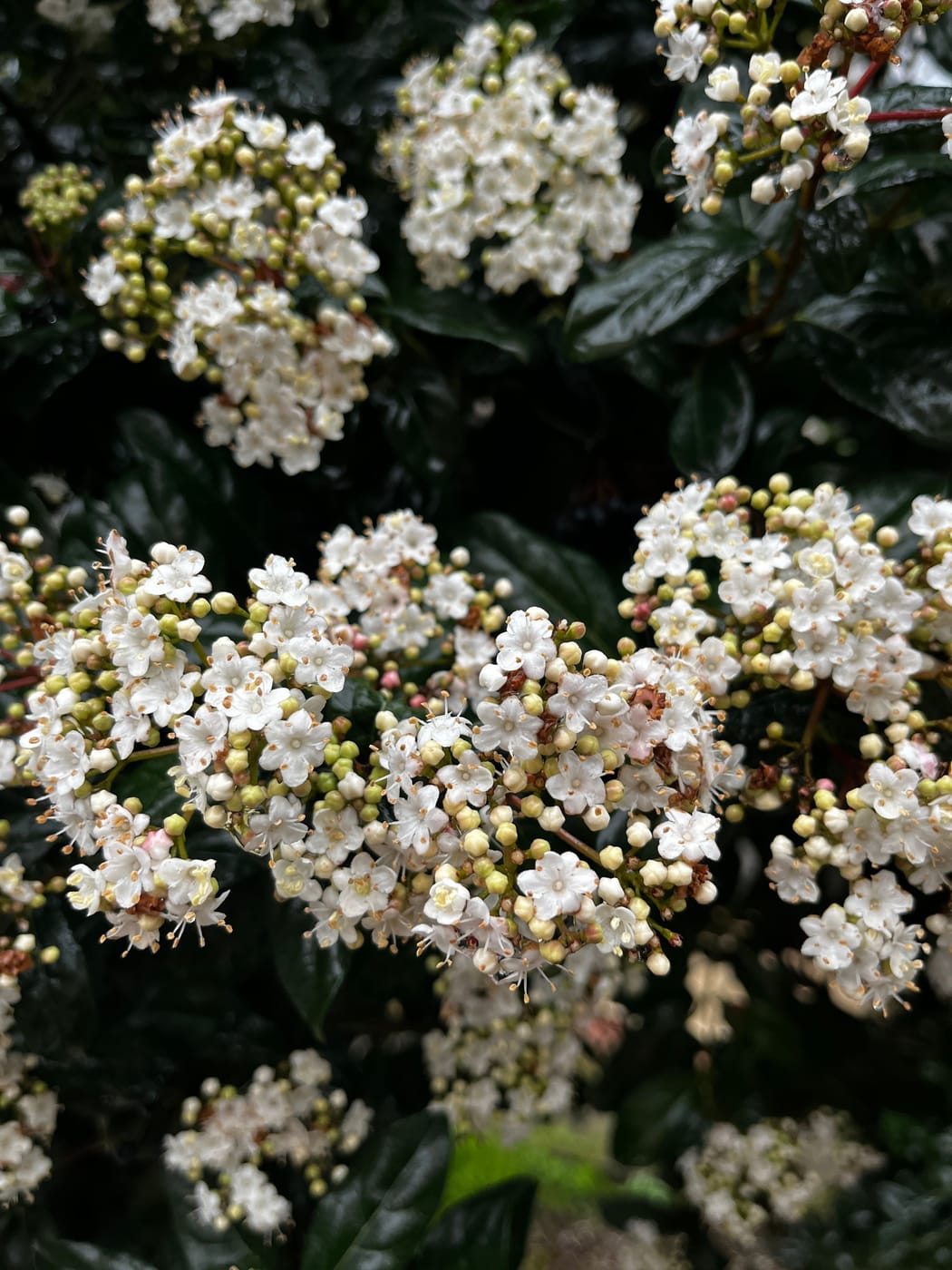 Viburnum