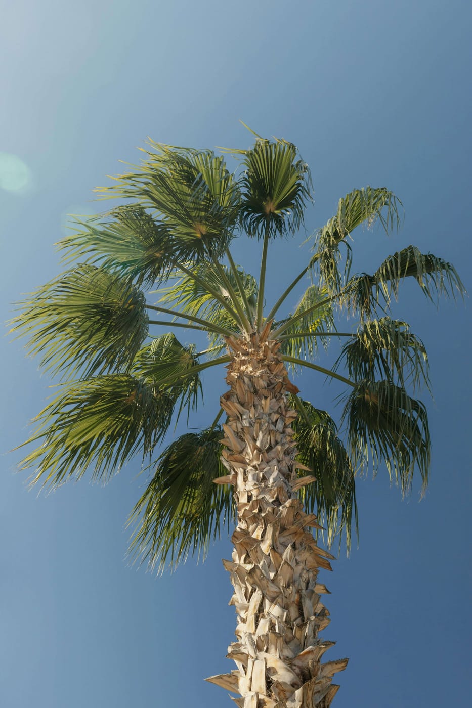 Palmier Washingtonia