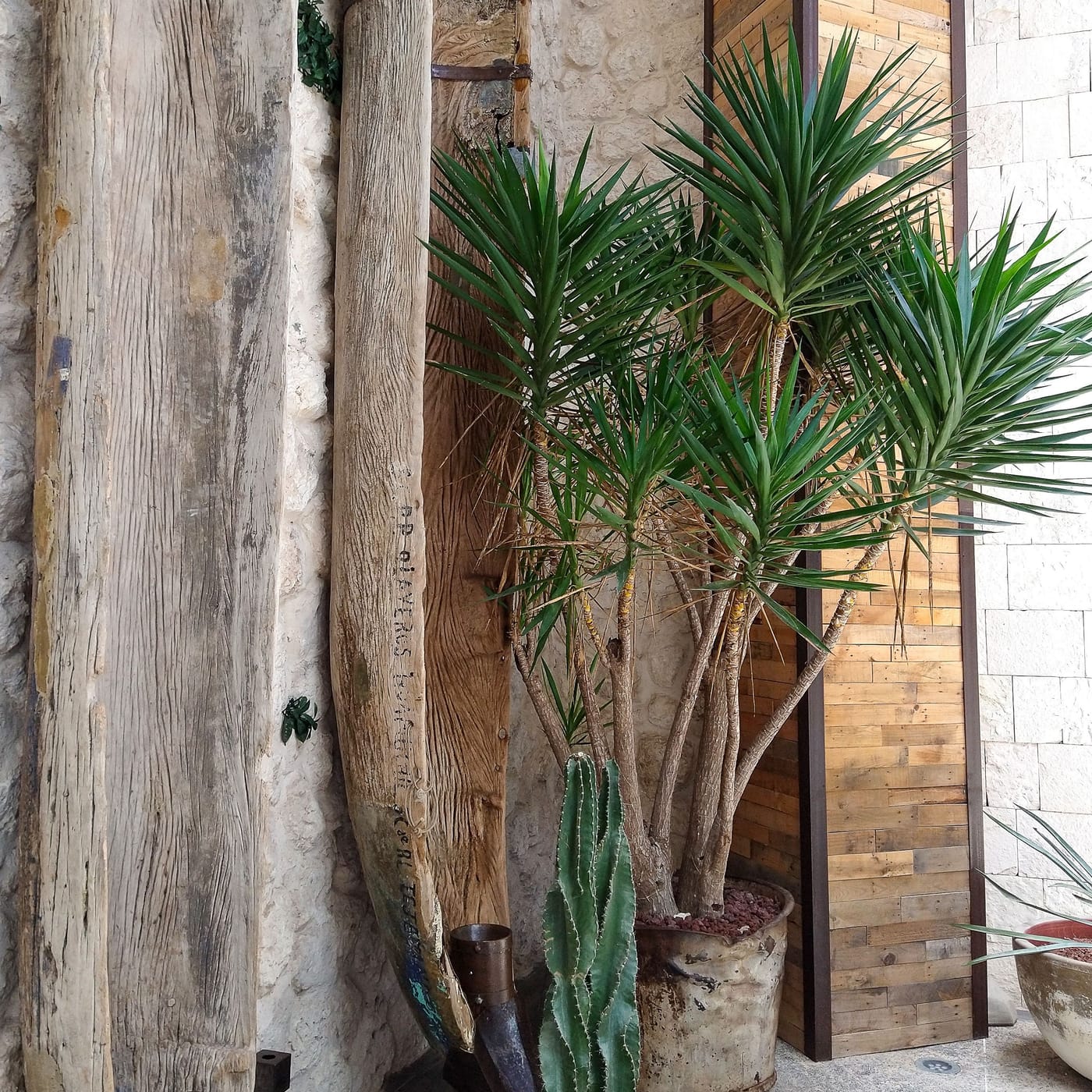 Yucca Elephantipes